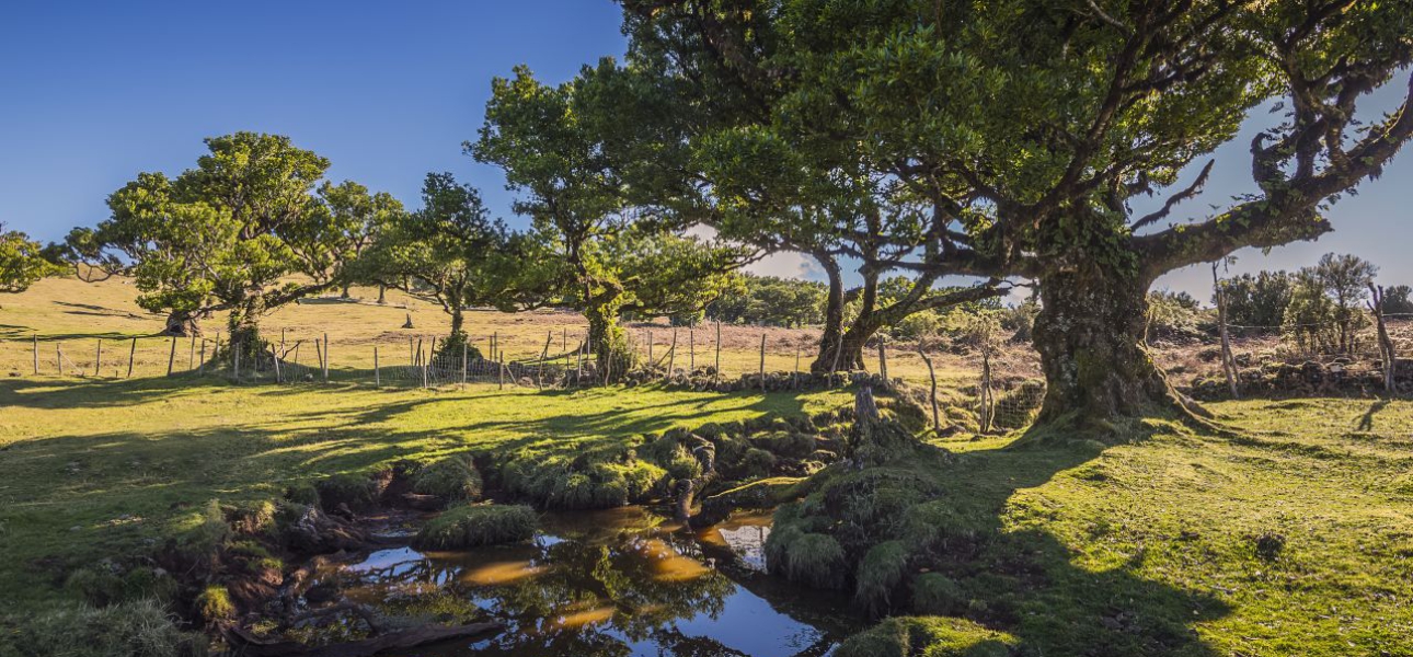 Fanal040©Francisco Correia